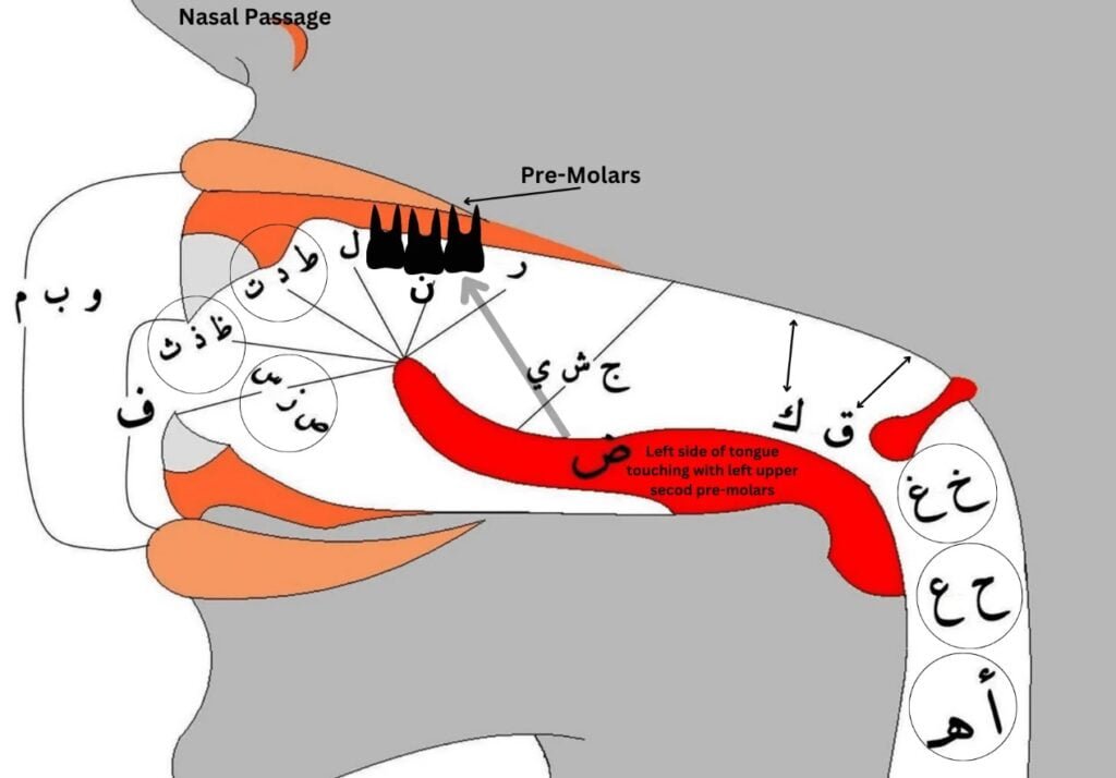 Articulation points of letters
